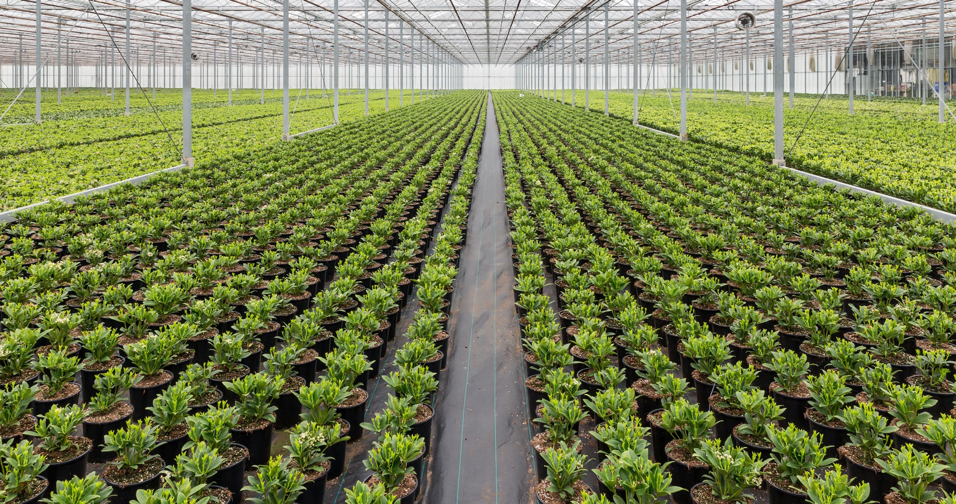 Commercial Thermotane