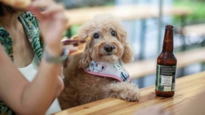 dog sitting at a table